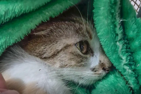 Mulher é presa após arremessar gata do 12º andar de prédio em Curitiba